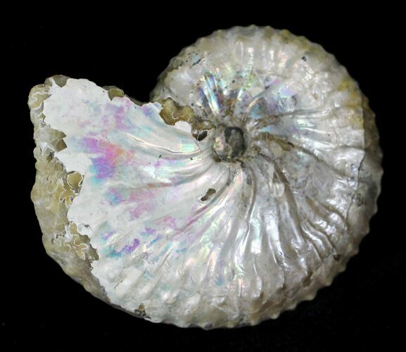 Discoscaphites Ammonite - South Dakota #22700